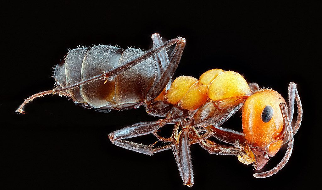 Ant Control service in Ellicott City, MD