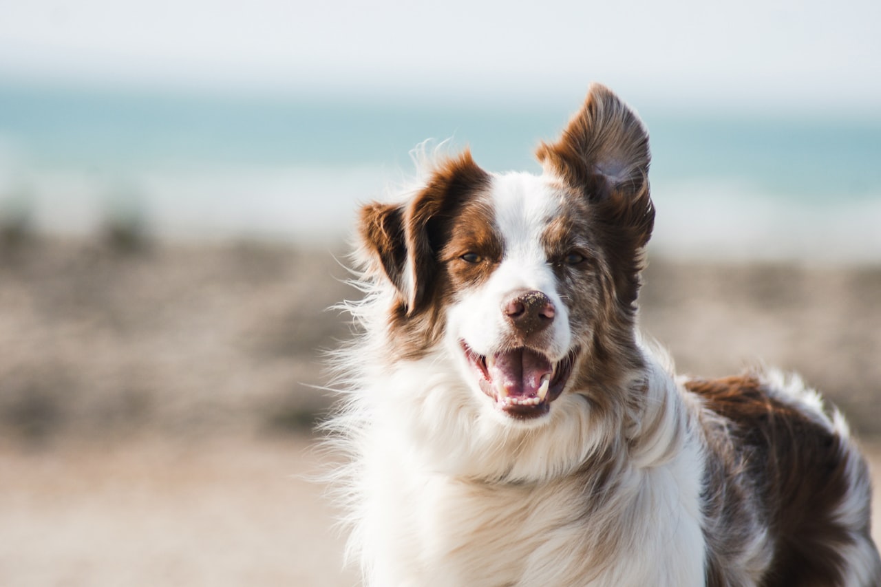 Flea & Tick Control service in Ellicott City, MD