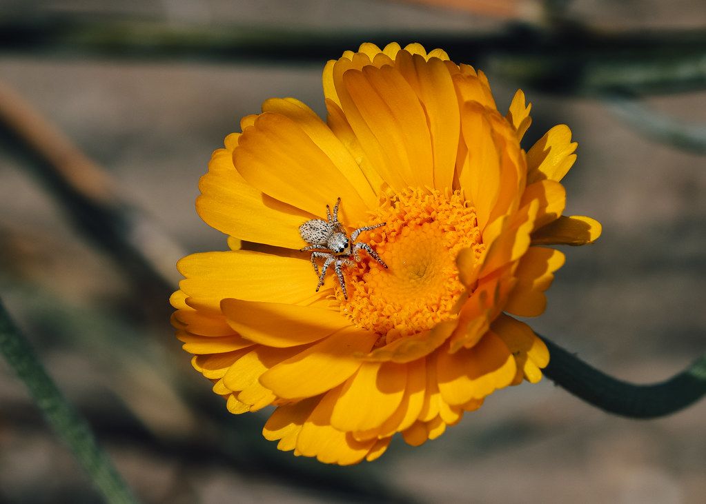 Spider Control service in Ellicott City, MD